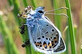 A blue butterfly with brown spots on the edge of its wings