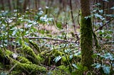 Moss and Tree