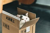 Why do cats love boxes?