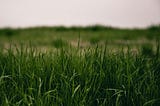 No Mow May In Ontario: Reflection