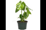 american-plant-exchange-monstera-deliciosa-large-split-leaves-air-purifying-tropical-elegance-for-ho-1