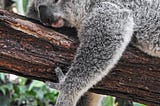 A koala sleeps on a tree branch. They don’t look like they plan to wake anytime soon.