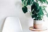 Common Houseplants That Can Hurt Pets