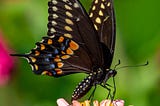 Black Butterflies: What Message Are They Delivering?