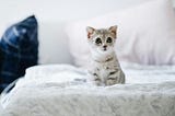 Cat Adoption Guide: Everything You Need to Know for Successful Adoption