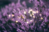 Photo of lavender coloured flowers growing in close bunches in the foreground & background, with twinkle lights in the mid-ground.