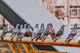 Pigeon Pest Control Is the Solution You Are Looking For