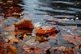 Orange maple leaves floating on a shallow puddle