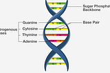 DNA Replication: The Secret Code of Life