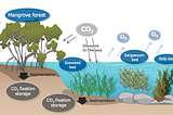 Umitron Dives Deep into Blue Carbon: Unleashing the Power of Satellite Remote Sensing