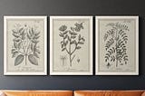 antique-black-and-white-botanical-vii-3-piece-picture-frame-drawing-print-set-on-canvas-kelly-clarks-1