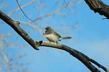 A Bird on a Branch