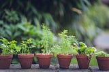 Urban Gardening: Growing Your Own Oasis in the Concrete Jungle