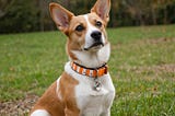 Flea-Collar-For-Dogs-1