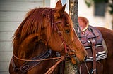 A Bar Walks Into a Horse