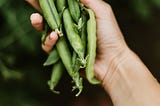 Sweet Edible Peas in a Pod