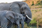 Elephant family drinking together at a watering hole