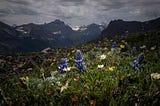 Biodiversity in Glacier National Park's Alpine region