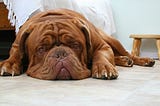 A dog laying on the ground that looks tired and grumpy.