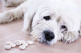 medicine to treat Caring for sick pets.