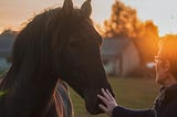 HOW TO CARE FOR HORSE: THE BASICS YOU NEED TO KNOW