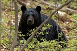 Alone in the Woods, Waiting for a Vision (and Watching for Bears)