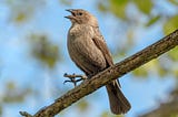 Young Cowbirds Look To Adult Females For Proper Social Development