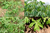 Cassava Diseases, Pests and Control