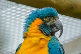 The Blue-Throated Macaw Needs Our Help