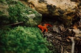 How a Salamander Prompted Introspection