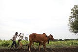 Farmer Suicides in India