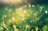 A close up of dew drops and blades of grass in a pretty green field.