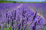 Unlock the Power of Lavender: From Fragrant Blooms to Medicinal Benefits