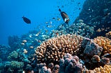 It’s Time To Talk About Global Coral Bleaching