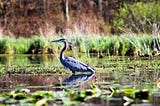 A great blue heron wading in a wetland.
