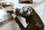 Filet Mignon Vs. Dog Food: Why Dogs Must Choose Kibble