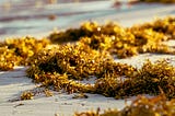 Seaweeds lying on sand