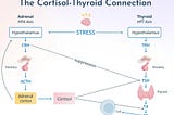 Optimizing Exercise for Hashimoto’s: Managing Cortisol Levels