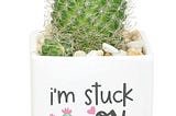 costa-farms-desert-escape-live-indoor-7in-tall-green-cactus-bright-direct-sunlight-plant-in-2-5in-ce-1