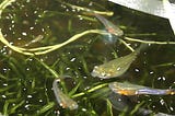 Springtails Live Fish Feeding