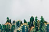 cacti against a grey, white sky