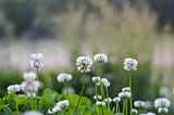 The Scent of White Clover