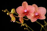 Eco-Friendly Orchid Care Made Simple
