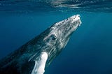 A humpback whale ascending to the surface.