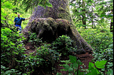 Biden’s Bid to Protect Old-Growth Forests