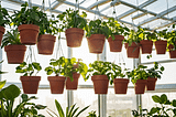 Ceiling-Hooks-For-Plants-1