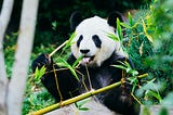 A Day in the Life of a Panda