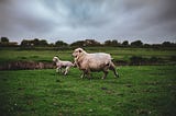 some lambs running in a field