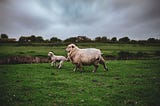 some lambs running in a field