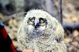 Nature Nurtures Us: 3 Theories Explain Why